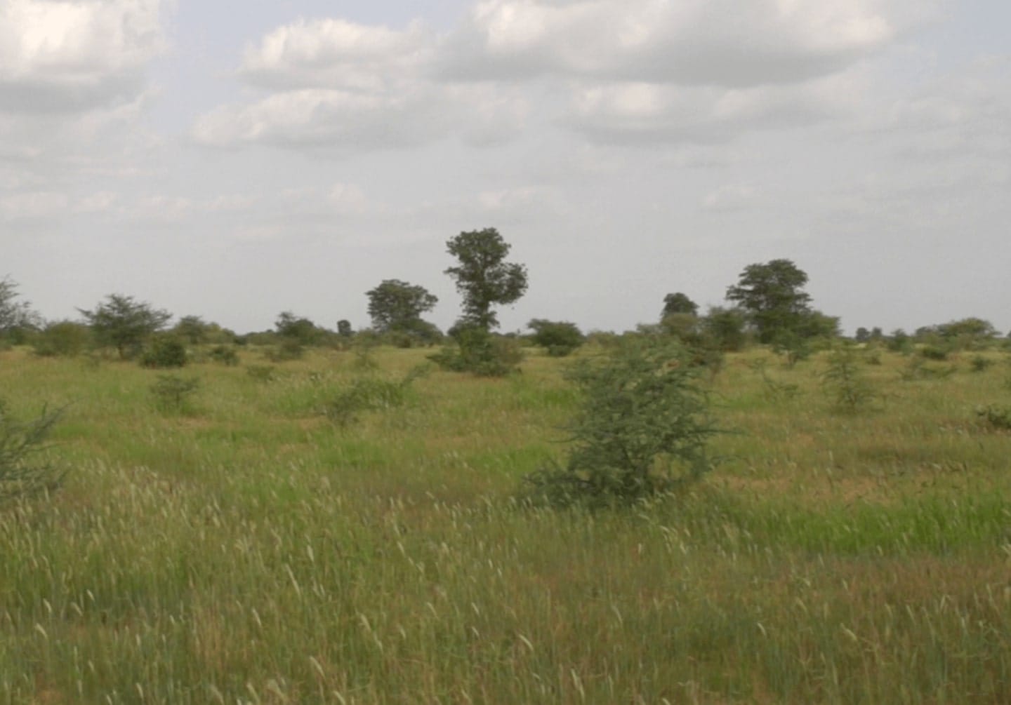 Senegal (before)