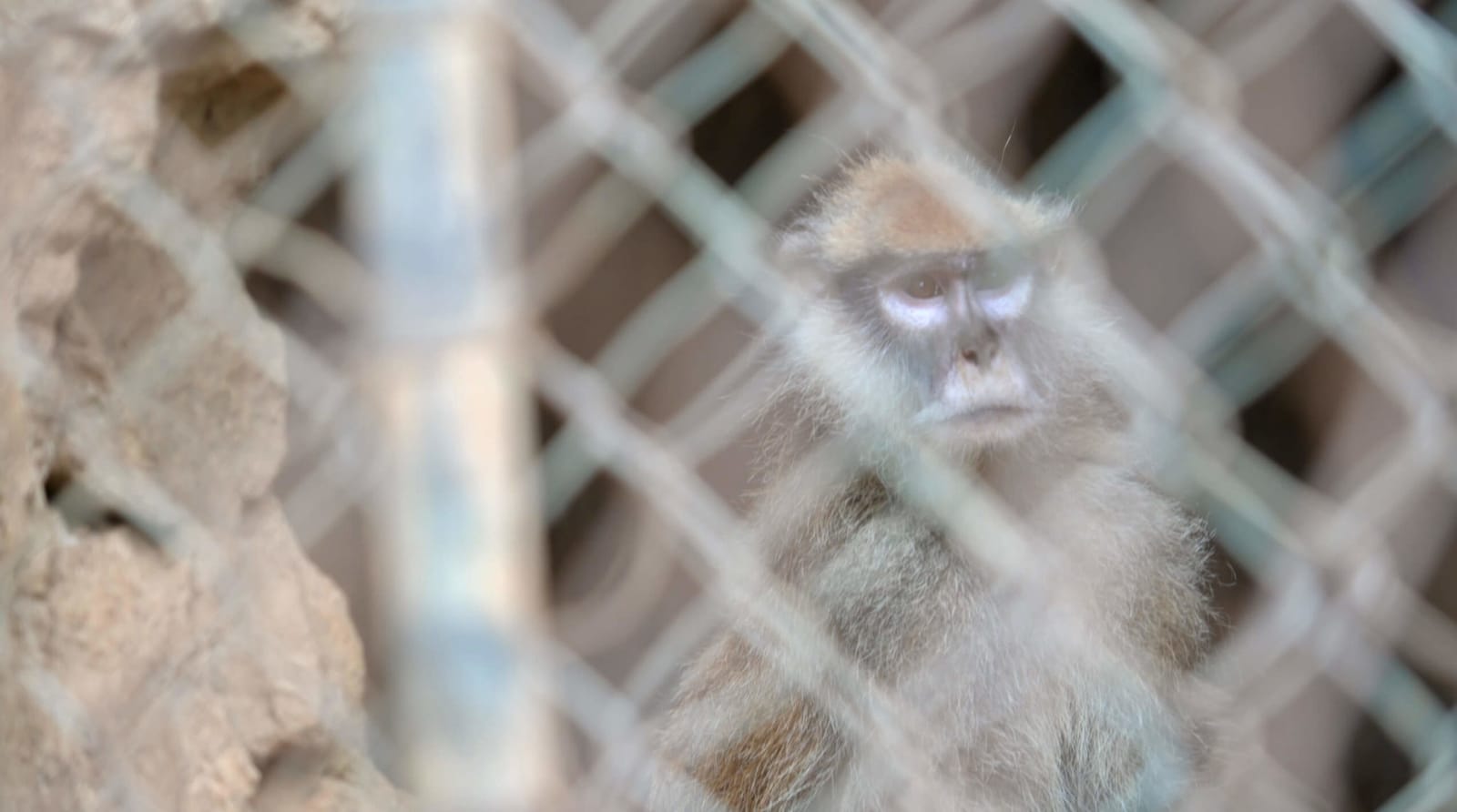 Ape in Captivity — Butbyien Rabiu