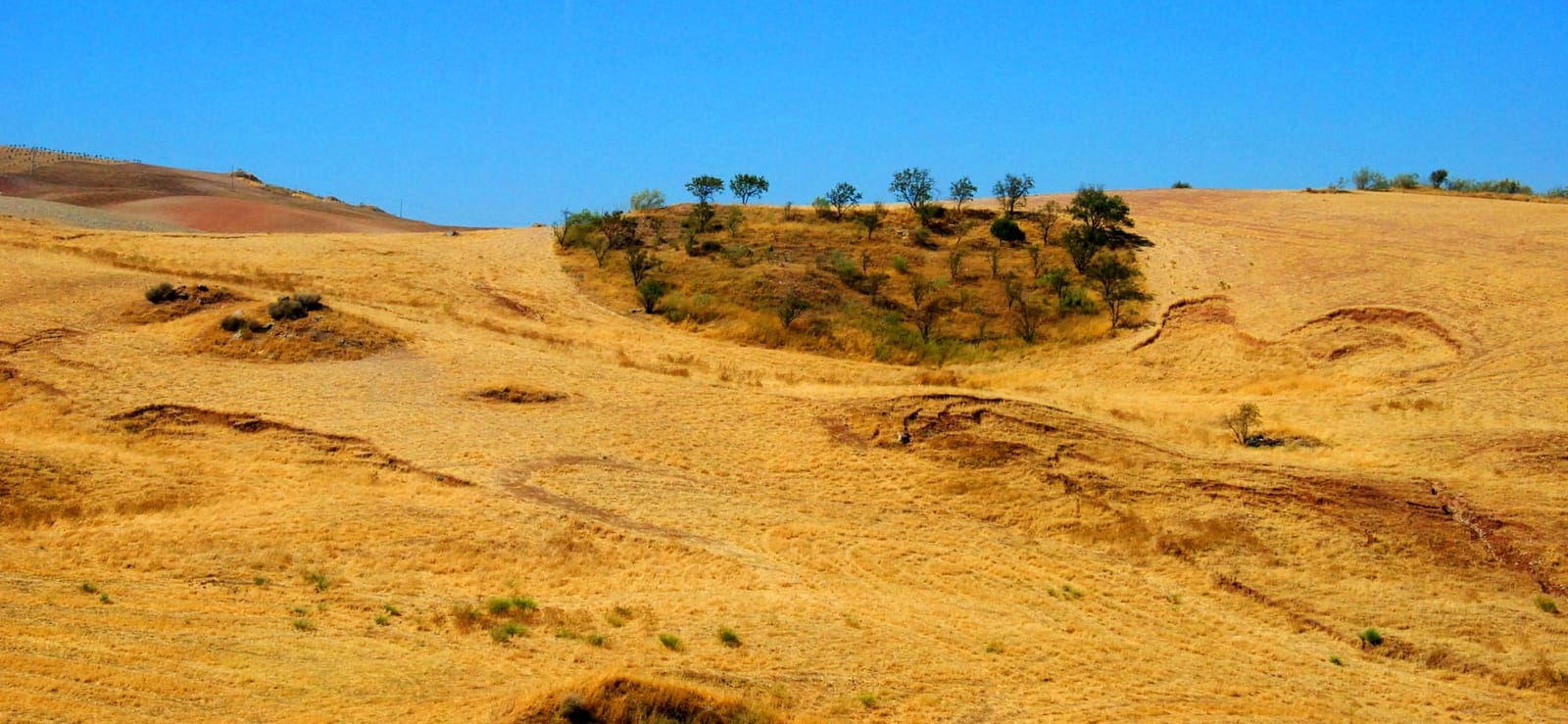Natural Regeneration in Andalusia — Else Castano